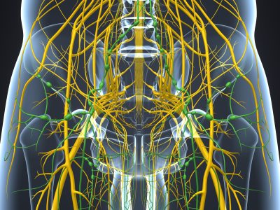 Nervous,System,With,Lymph,Nodes,3d,Illustration
